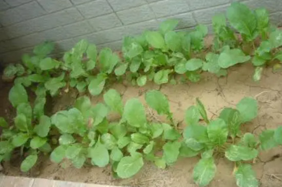 萝卜只长叶子不长萝卜是什么原因